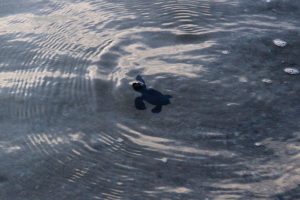 baby turtle swimming