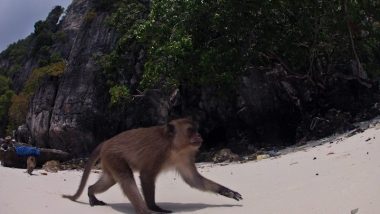 monkey beach phi phi go pro camera