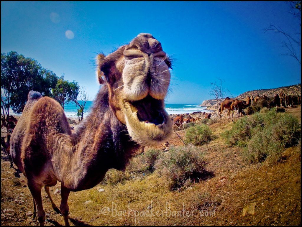 moroccan camel taghazout
