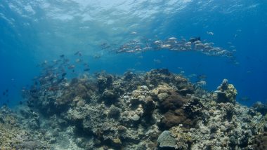 dive great barrier reef australia cairns