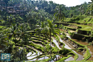 rice terraces ubud bali indonesia