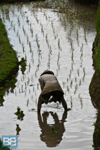 rice paddy farmer ubud bali indonesia