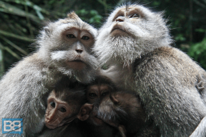 monkey forest ubud bali indonesia