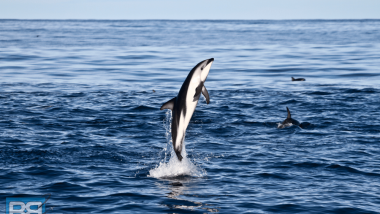 kaikoura-dolphin-watching-nz