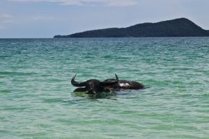 koh rong island cambodia water buffalo