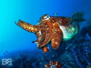 diving the similan islands