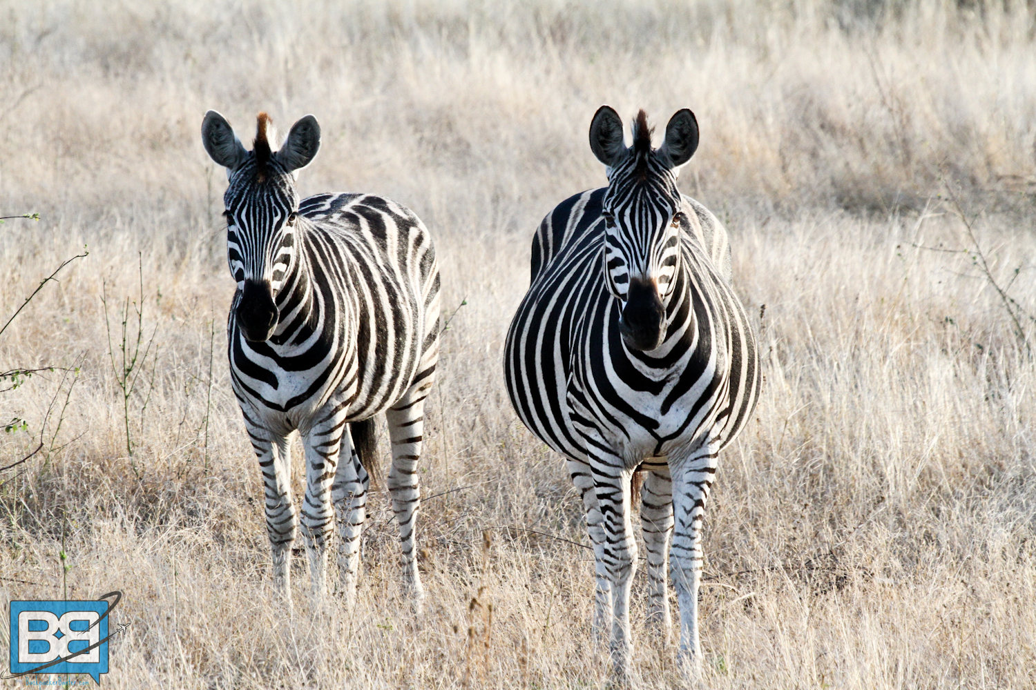 backpack south africa kruger safari travel intrepid tour (1 of 27) copy