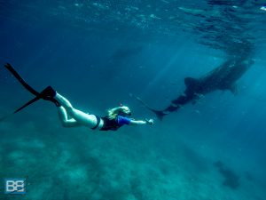 whale shark snorkelling oslob cebu philippines asia