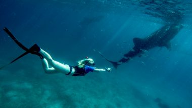 whale shark snorkelling oslob cebu philippines asia