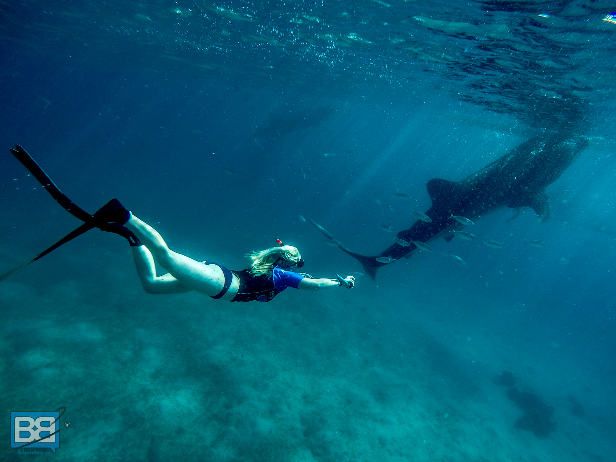 Snorkelling With Whale Sharks In Oslob