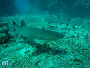 shark encounter white tips kuata island awesome adventures fiji snorkel backpacker