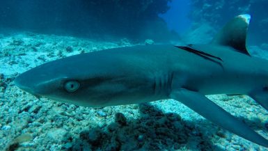 shark encounter white tips kuata island awesome adventures fiji snorkel backpacker