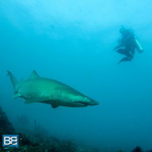 grey nurse shark julian rocks byron bay australia